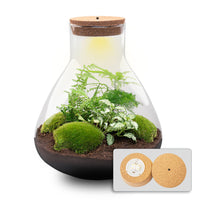 terrarium kit arthur xl jardin bouteille 35 cm oui 69ut | jardinna