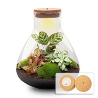 terrarium kit arthur xl red jardin bouteille 35 cm oui 01kv | jardinna