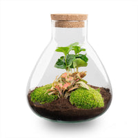 terrarium kit lea coffea jardin bouteille 27 cm coffea ruby lime 95lj | jardinna
