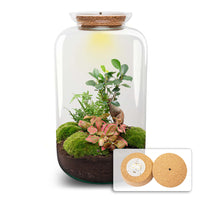 terrarium kit lucas xl ginseng bonsai jardin bouteille led 43 cm default title 99bg | jardinna