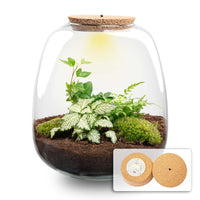 terrarium kit margaux jardin bouteille 25 cm 23 cm 1 | jardinna