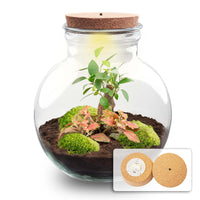 terrarium kit theo bonsai jardin bouteille 26 cm oui 33xr | jardinna