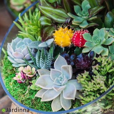 Terrarium-Plante-Grasse-Succulente-Jardinna-01