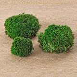 mousse vivante terrarium leucobryum glaucum 3 a 15 pcs 1 bag 1 | jardinna