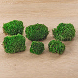 mousse vivante terrarium leucobryum glaucum 3 a 15 pcs 2 bags 6 pcs 1 | jardinna