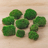 mousse vivante terrarium leucobryum glaucum 3 a 15 pcs 3 bags 9 pcs 1 | jardinna