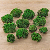 mousse vivante terrarium leucobryum glaucum 3 a 15 pcs 4 bags 12 pcs 1 | jardinna