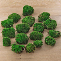 mousse vivante terrarium leucobryum glaucum 3 a 15 pcs 5 bags 15 pcs 1 | jardinna