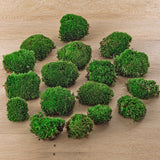 mousse vivante terrarium leucobryum glaucum 3 a 15 pcs 5 bags 15 pcs 1 | jardinna