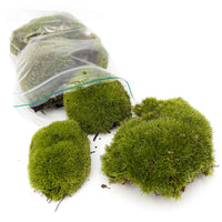 mousse vivante terrarium leucobryum glaucum 3 a 15 pcs 6 | jardinna