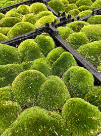 mousse vivante terrarium leucobryum glaucum 3 a 15 pcs 7 | jardinna