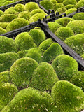 mousse vivante terrarium leucobryum glaucum 3 a 15 pcs 7 | jardinna