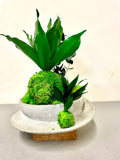 naturock composition vegetale stabilisee kokedama 2 | jardinna