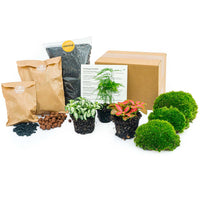 pack terrarium asparagus 3 plantes starter diy default title 86td | jardinna