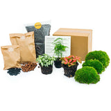 pack terrarium asparagus 3 plantes starter diy default title 86td | jardinna