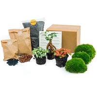 pack terrarium bonsai 3 plantes starter diy default title 51ip | jardinna