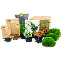 pack terrarium bonsai 5 plantes tropicales starter diy default title 08je | jardinna