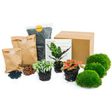 pack terrarium calathea fittonia 3 plantes starter diy default title 33ac | jardinna