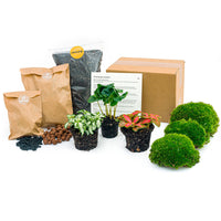 pack terrarium coffea arabica 3 plantes starter diy default title 78yj | jardinna