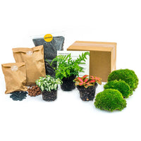 pack terrarium fougere tropicale 3 plantes starter diy default title 33ko | jardinna