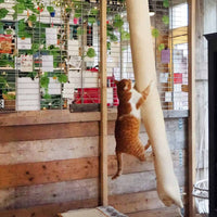 sac descalade chat sisal 180 cm meuble jeu pratique default title 1 | jardinna