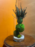 spheromeria kokedama interieur verre cryptomeria stabilise 2 | jardinna