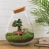 terrarium diy kit drop xl ficus ginseng bonsai bottle garden 37 cm 2 69nd | jardinna