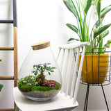 terrarium diy kit drop xl ficus ginseng bonsai bottle garden 37 cm 2 | jardinna