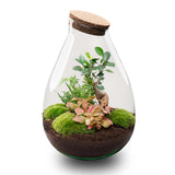 terrarium diy kit drop xl ficus ginseng bonsai bottle garden 37 cm default title 1 | jardinna