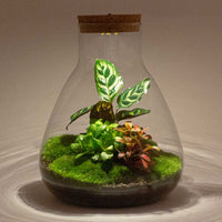 terrarium kit arthur calathea jardin bouteille led 30 cm 2 61sk | jardinna