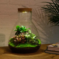 terrarium kit arthur coffea jardin bouteille led 30 cm 1 90ln | jardinna