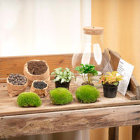 terrarium kit arthur coffea jardin bouteille led 30 cm 2 04vt | jardinna