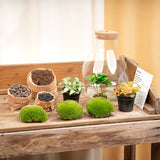 terrarium kit arthur coffea jardin bouteille led 30 cm 2 04vt | jardinna