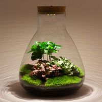 terrarium kit arthur coffea jardin bouteille led 30 cm 3 87mx | jardinna