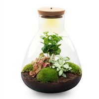 terrarium kit arthur coffea jardin bouteille led 30 cm 4 04zn | jardinna