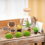 terrarium kit arthur xl bonsai fittonia jardin bouteille 35 cm 1 77uy | jardinna