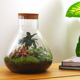 terrarium kit arthur xl bonsai fittonia jardin bouteille 35 cm 3 96ty | jardinna