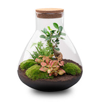terrarium kit arthur xl bonsai fittonia jardin bouteille 35 cm non 15it | jardinna