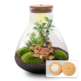 terrarium kit arthur xl bonsai fittonia jardin bouteille 35 cm oui 08wd | jardinna