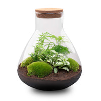 terrarium kit arthur xl jardin bouteille 35 cm non 62nm | jardinna
