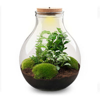 terrarium kit big paul green xl jardin bouteille 40 cm 1 13gv | jardinna