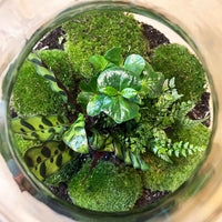 terrarium kit big paul jungle jardin bouteille 46 cm 3 05ad | jardinna