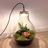 terrarium kit big paul jungle jardin bouteille 46 cm 3 | jardinna