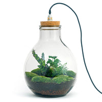 terrarium kit big paul jungle jardin bouteille 46 cm 4 84sk | jardinna