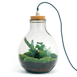 terrarium kit big paul jungle jardin bouteille 46 cm 4 84sk | jardinna