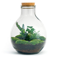 terrarium kit big paul jungle jardin bouteille 46 cm non 31fp | jardinna