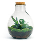 terrarium kit big paul jungle jardin bouteille 46 cm non 31fp | jardinna
