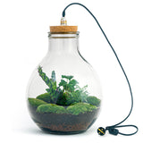 terrarium kit big paul jungle jardin bouteille 46 cm oui 90zl | jardinna