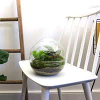 terrarium kit dome plantes vertes jardin bouteille 20 cm 2 | jardinna