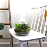 terrarium kit dome plantes vertes jardin bouteille 20 cm 2 | jardinna
